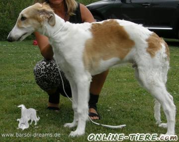 Biete Barsoi / Russischer Windhund