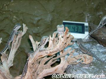 Biete Bartagame - Pogona vitticeps - Babys