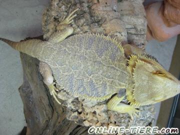 Biete Bartagame