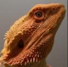 Biete Bartagame