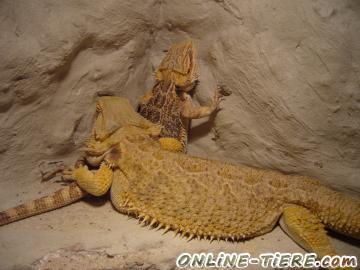 Biete Bartagame