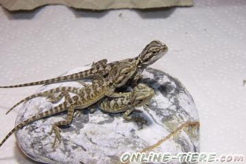 Biete Bartagamen - Pogona Vitticeps