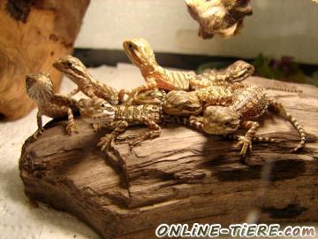 Biete Bartagamen, Pogona henrylawsoni