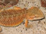 Biete Bartagamen, pogona vitticeps