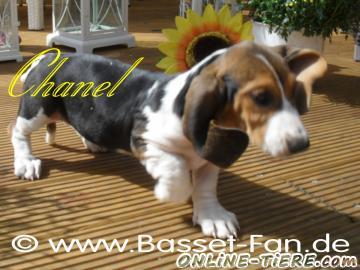 Biete Basset Artesien Normand