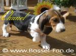 Biete Basset Artesien Normand