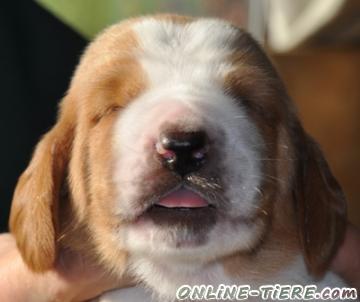 Biete Basset Hound