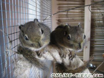 Biete Baumstreifenhörnchen, Streifenhörnchen