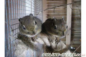 Biete Baumstreifenh&ouml;rnchen