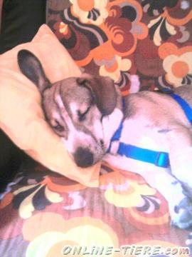 Biete Beagle-Basset Mischling