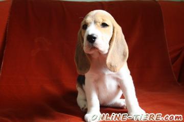 Biete Beagle