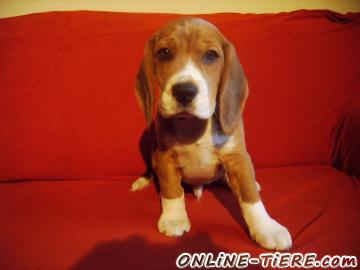 Biete Beagle