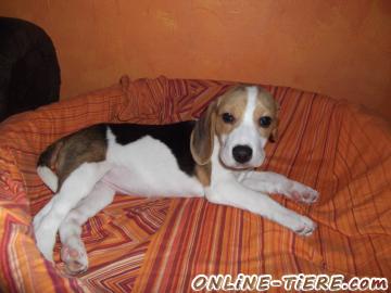 Biete Beagle