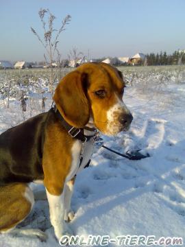 Biete Beagle