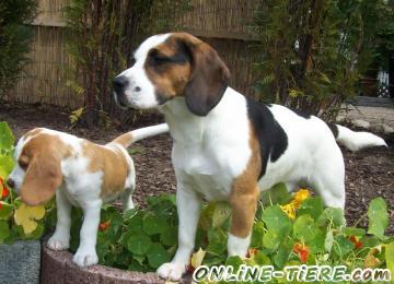 Biete Beagle