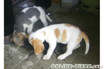 Biete Beagle