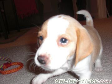 Biete Beagle