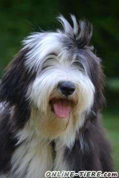 Biete Bearded Collie