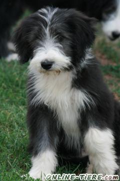 Biete BeardedCollie,PON,Bobtail,BorderCollie,