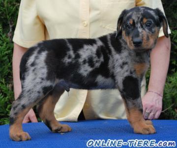 Biete Beauceron