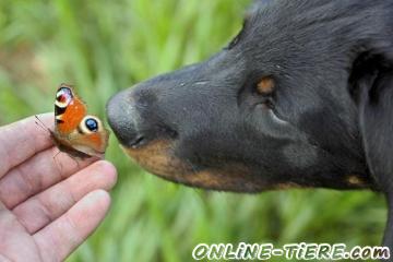 Biete Beauceron