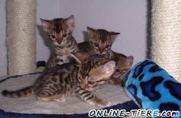 Biete Bengal Cat