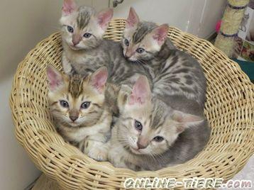 Biete Bengal Katzen