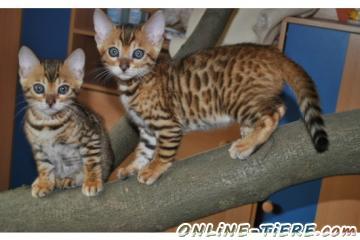 Biete Bengal Kitten