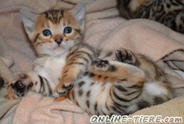 Biete Bengal-K&auml;tzchen