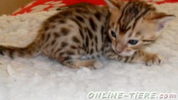 Biete Bengal