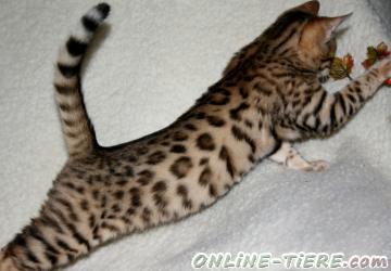 Biete Bengal