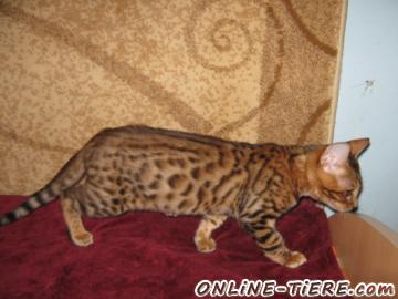 Biete Bengal