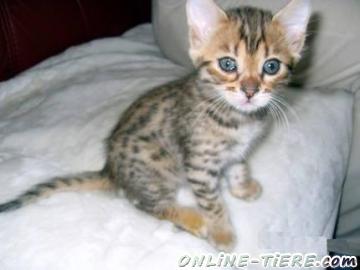 Biete Bengal