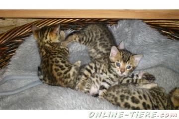 Biete Bengal