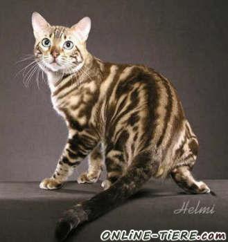Biete Bengal
