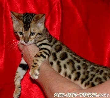 Biete Bengal