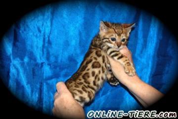 Biete Bengal