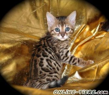 Biete Bengal