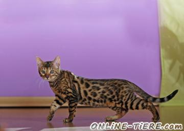 Biete Bengal