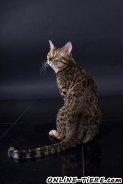 Biete Bengal