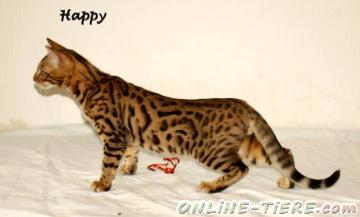 Biete Bengal