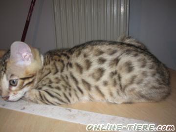 Biete Bengal