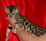 Biete Bengal