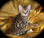 Biete Bengal