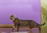 Biete Bengal