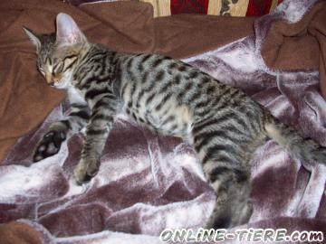 Biete Bengalische,Katze