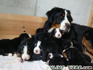 Biete Berner Sennenhund Welpen