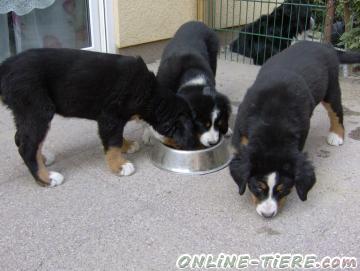 Biete Berner Sennenhund