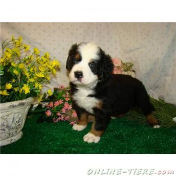 Biete Berner Sennenhund