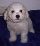 Biete Bichon Fris